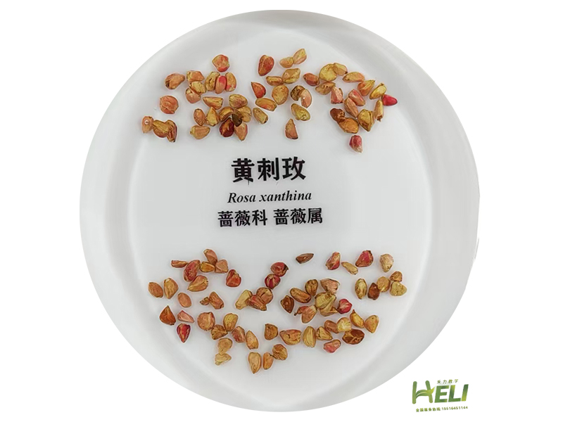 包埋標本  黃刺玫