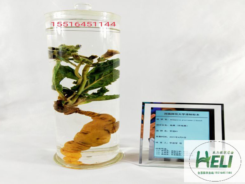 中草藥浸制標本 地黃標本